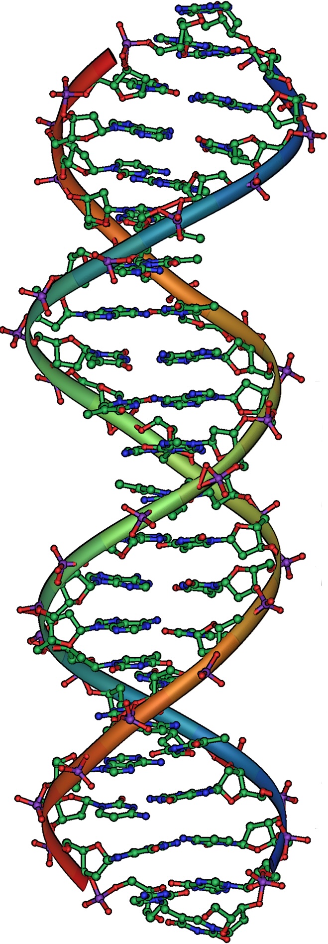 DNA double helix